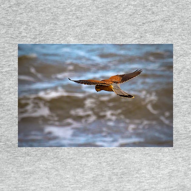 Kestrel over the sea by Violaman